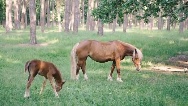 馬は森の中で子馬と一緒に歩く — ストック動画