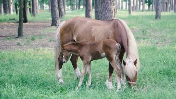 Poulain. Le cheval marche avec un poulain dans la forêt 