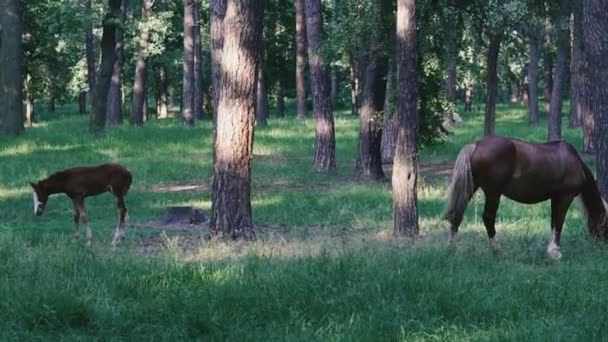 Puledro Cavallo Cammina Con Puledro Nella Foresta — Video Stock