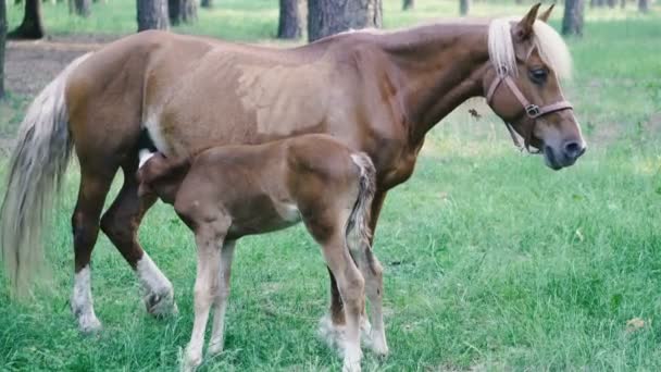 Foal Caballo Camina Con Potro Bosque — Vídeo de stock