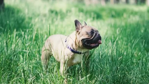 Fransız Bulldog Fransız Bulldog Köpek Çim Üzerinde Yürüyüş — Stok video