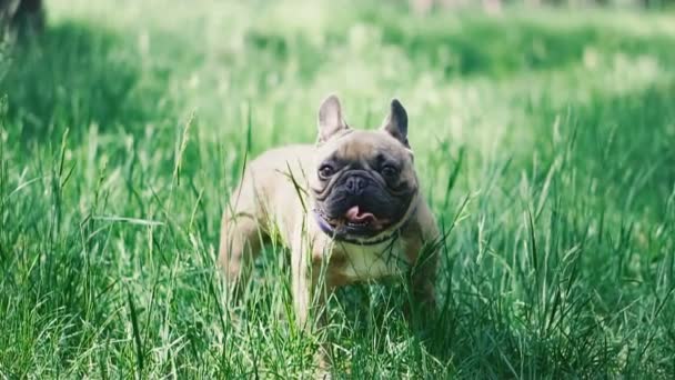 Franse Bulldog Franse Bulldog Hond Wandelen Gras — Stockvideo