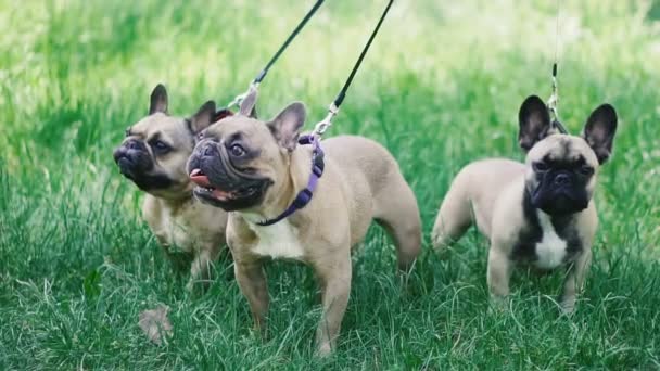 フレンチ ブルドッグフレンチブルドッグの3匹の犬が草の中を歩いて繁殖 — ストック動画