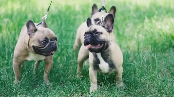 Bulldog Francês Três Cães Raça Bulldog Francês Caminhando Através Grama — Vídeo de Stock
