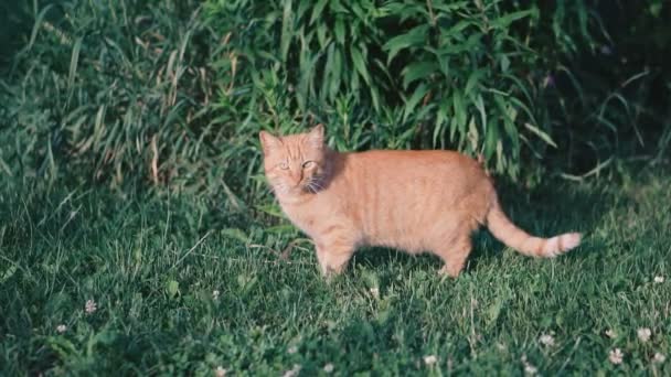 Czerwony Kot Chodzenie Trawie — Wideo stockowe