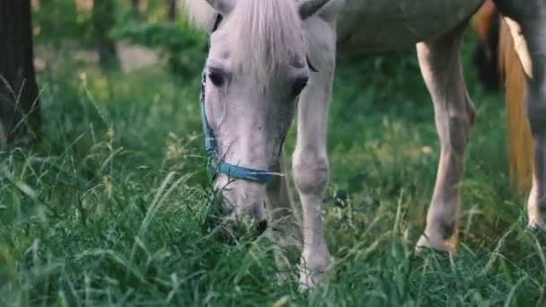 White Horse White Horse Eating Grass — Stock Video