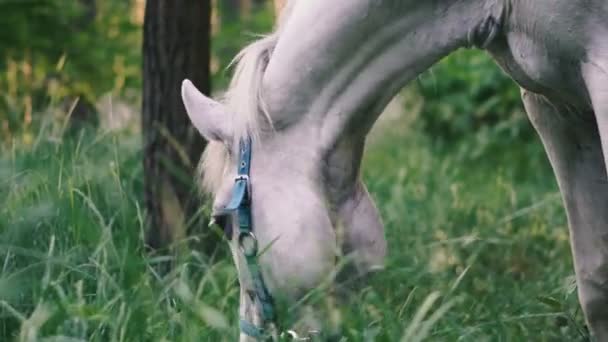 Cavalo Branco Cavalo Branco Comendo Grama — Vídeo de Stock