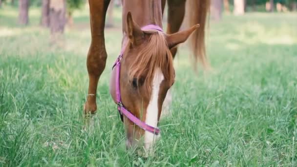 Cheval Dans Forêt Mangeant Herbe — Video