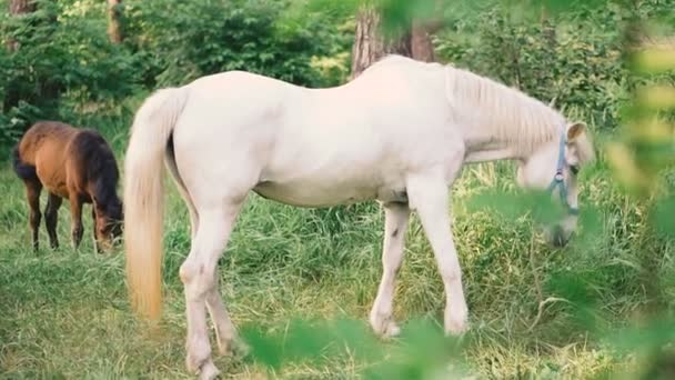 Caballo Blanco Caballo Blanco Comiendo Hierba — Vídeo de stock