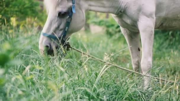 White Horse White Horse Eating Grass — Stock Video