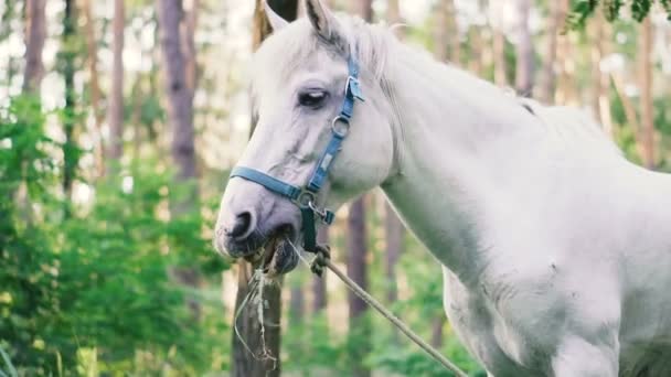 馬が草を食べて森の中 — ストック動画