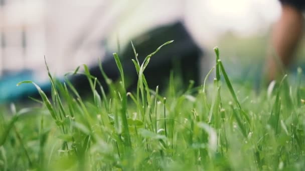 Rasenmäher Rasenmäher Mäht Das Gras — Stockvideo