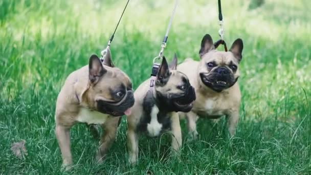 フレンチ ブルドッグフレンチブルドッグの3匹の犬が草の中を歩いて繁殖 — ストック動画