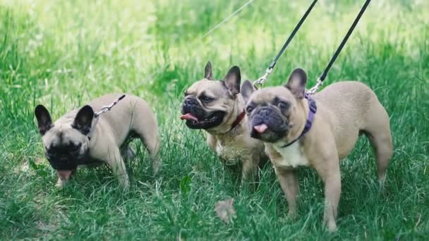 Bulldog Francês Três Cães Raça Bulldog Francês Caminhando Através Grama — Vídeo de Stock