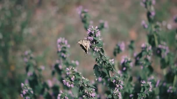Motyl Motyl Leci Pobliżu Kwiatów — Wideo stockowe