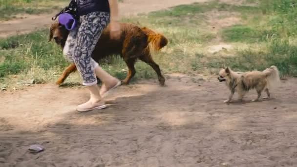 Cão Grande Pequeno Cão Grande Pequenos Passeios Parque — Vídeo de Stock