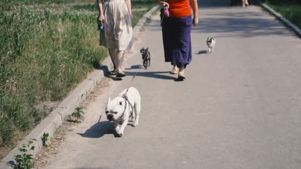 法国斗牛犬与其他狗一起散步 — 图库视频影像