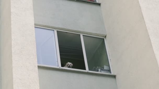 der Hund sitzt im Fenster und schaut auf die Straße.