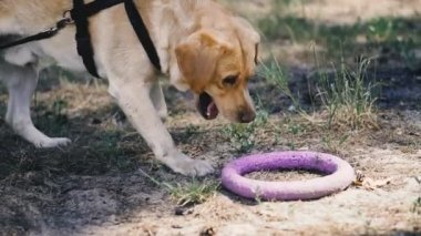 Köpek ırkı Labrador köpekler için bir oyuncak ile oynarken