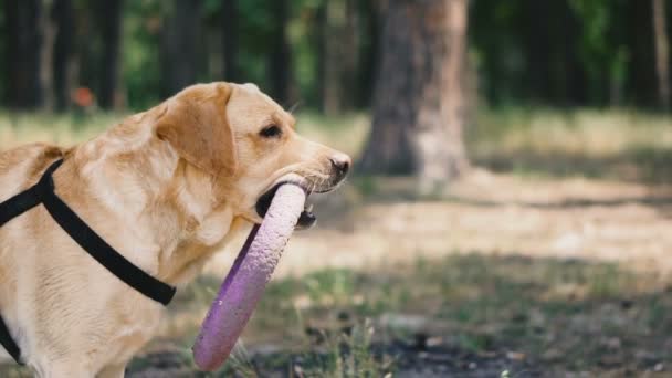 犬の品種ラブラドール 公園に座っている犬の肖像 — ストック動画