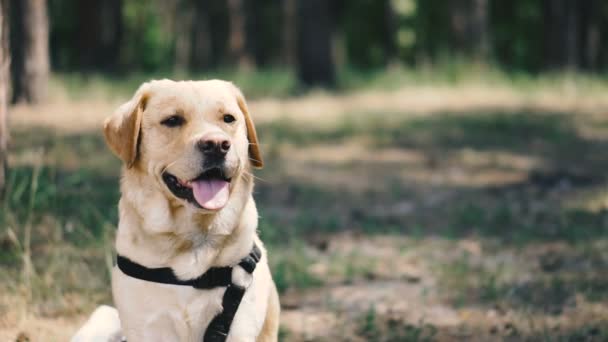 Psí Plemeno Labrador Portrét Psa Sedícího Parku — Stock video