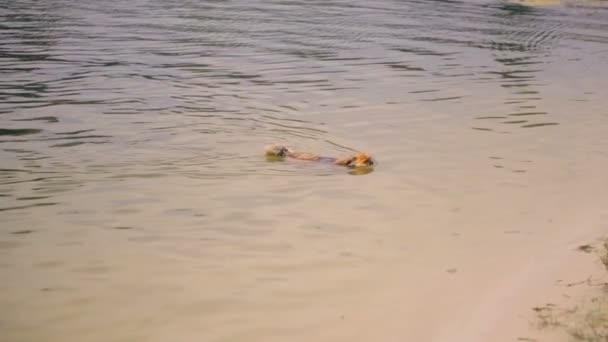 Pekingese Rasa Câine Înoată Lac — Videoclip de stoc