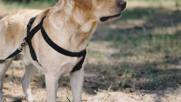 Σκυλίσια Φυλή Λαμπραντόρ Πορτρέτο Ενός Σκύλου Που Κάθεται Στο Πάρκο — Αρχείο Βίντεο