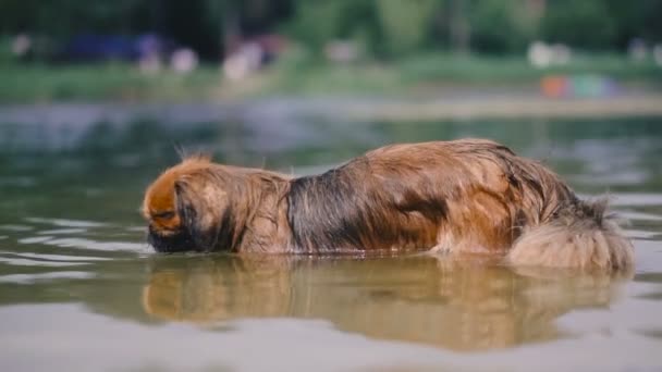 Pekingese Breed Dog Swims Lake — Stock Video