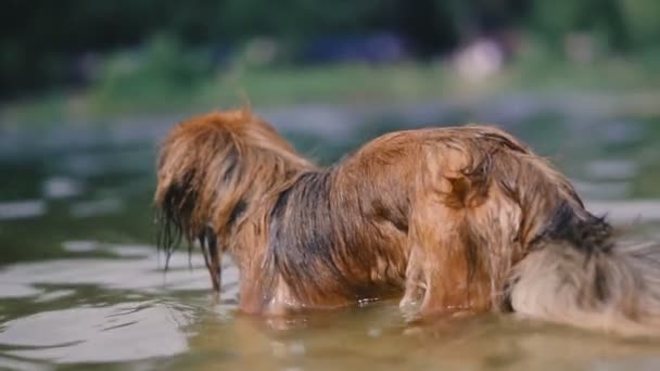 北京人种狗在湖里游泳 — 图库视频影像