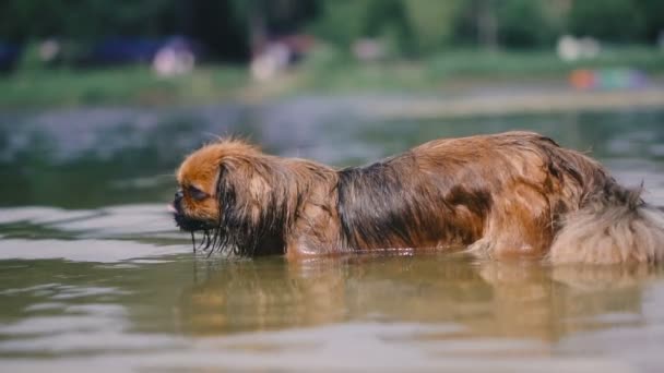 Pekín Raza Perro Nada Lago — Vídeos de Stock