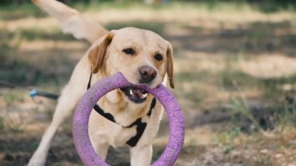 犬の品種ラブラドールは 犬のためのおもちゃで遊ぶ — ストック動画