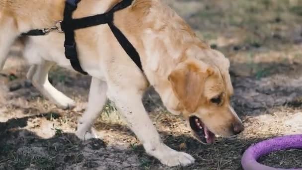 Raça Cão Labrador Brincando Com Brinquedo Para Cães — Vídeo de Stock