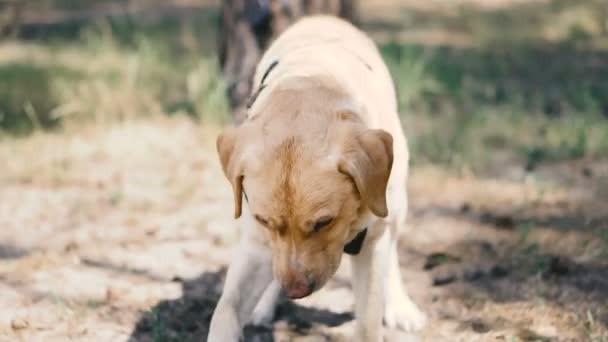Hunderasse Labrador Spielt Mit Einem Spielzeug Für Hunde — Stockvideo