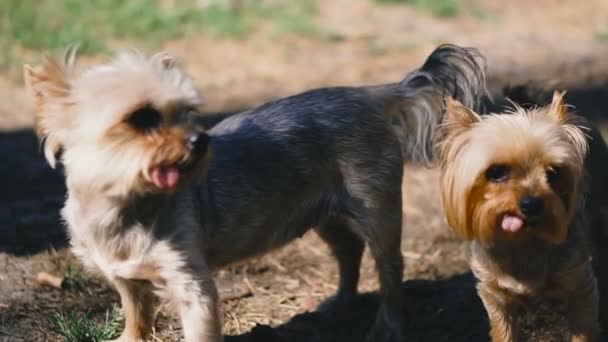 ヨークシャー テリアヨークシャーテリアの2匹の犬 — ストック動画