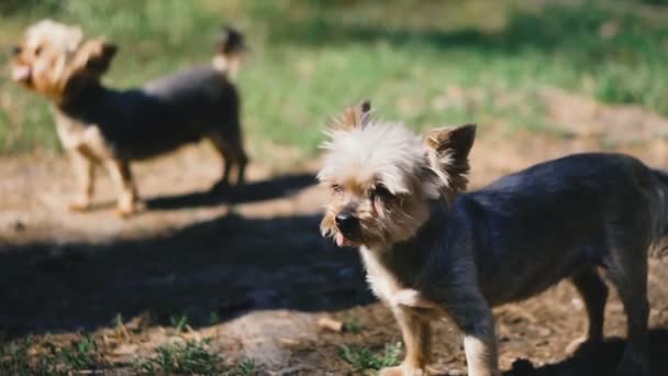 ヨークシャー テリアヨークシャーテリアの2匹の犬 — ストック動画