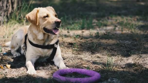 犬の品種ラブラドールは 犬のためのおもちゃで遊ぶ — ストック動画