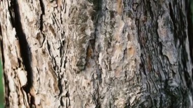 Karıncaların süründettiği ağacın kabuğu