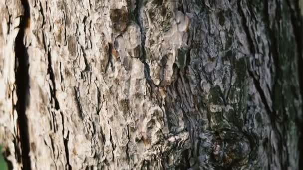 Corteza Del Árbol Sobre Que Arrastran Las Hormigas — Vídeos de Stock