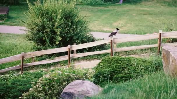 Crow Sits Stone — Stock Video