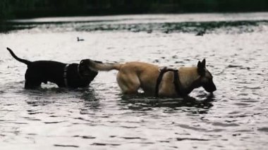 Köpek. Köpekler gölde yüzer
