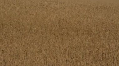 Buğday tarlası. Karanlık bir gökyüzüne karşı buğday sarı sıyrık.