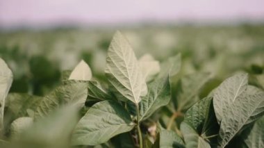 Alan. Mavi gökyüzüne karşı yeşil alan