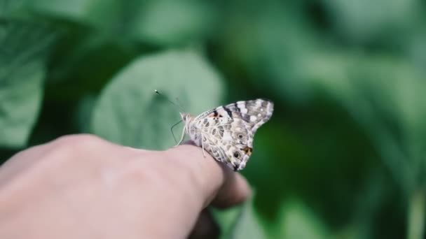 Schmetterling Sitzt Auf Dem Arm — Stockvideo
