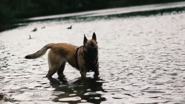 犬は湖で泳ぐ — ストック動画