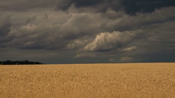 Пшеничное Поле Пшеничное Жёлтое Поле Тёмном Небе — стоковое видео