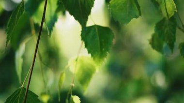 Ağaçlarda yetişen yeşil yapraklar