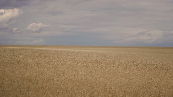 具有在场上产生阴影的云的小麦田 — 图库视频影像