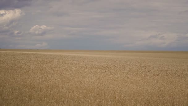 Campo Campo Trigo Con Nubes Que Crean Sombras Campo — Vídeos de Stock