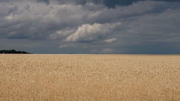 Campo Campo Trigo Com Nuvens Que Criam Sombras Campo — Vídeo de Stock