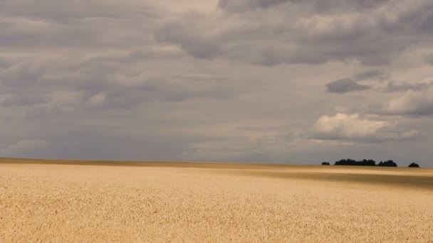 Поле Пшеничное Поле Облаками Которые Создают Тени Поле — стоковое видео